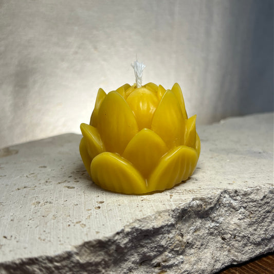 Lotus (closed)